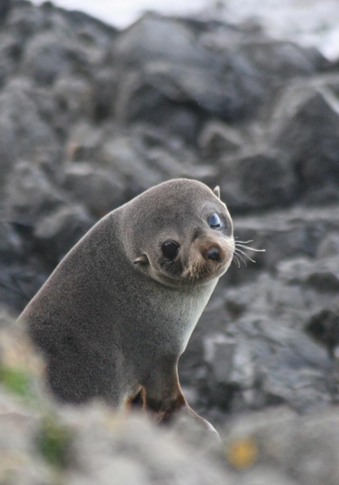Seal Pup, Wellington, New Zealand