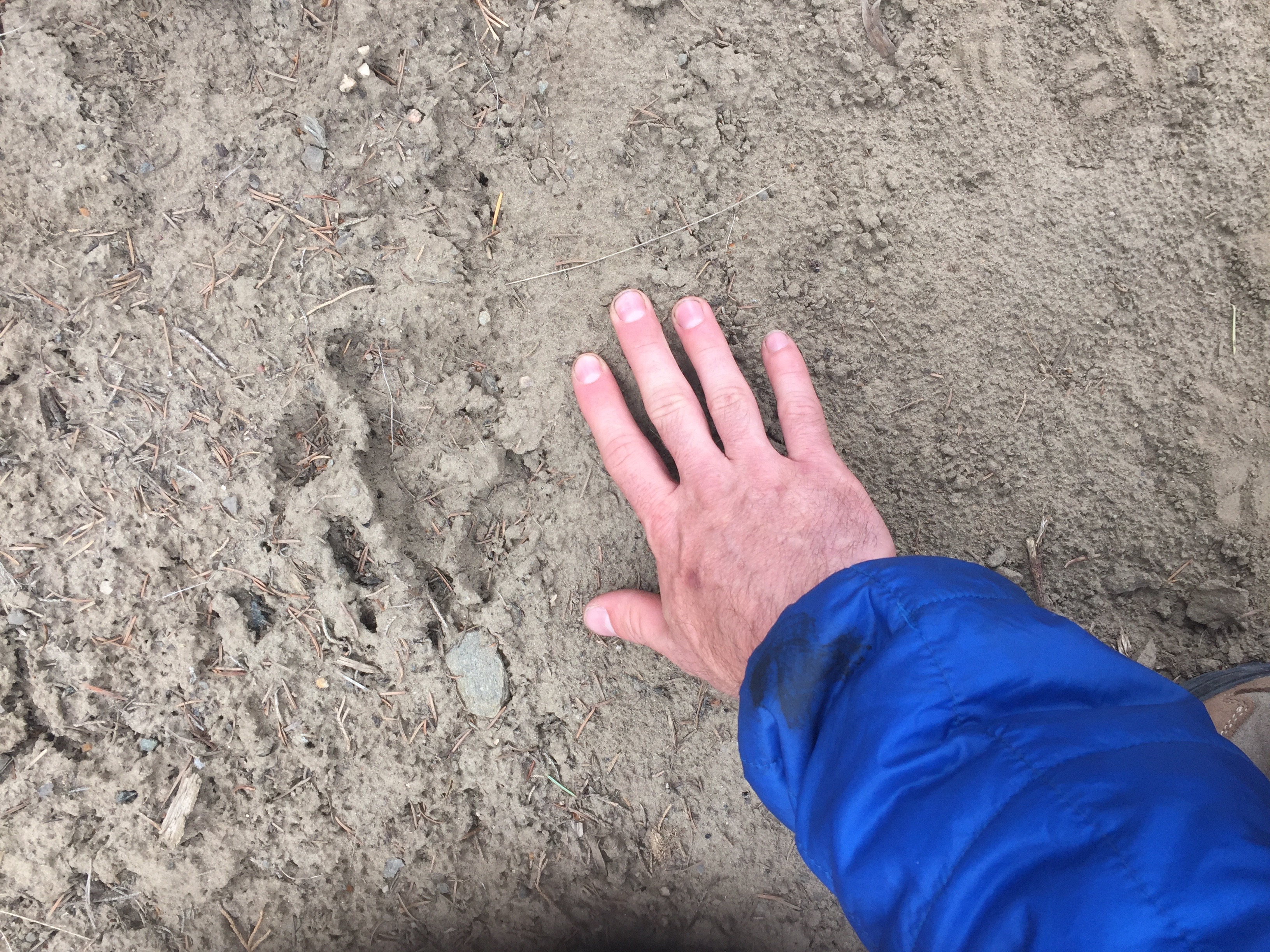 Wolf print spotted P: Sarah Anderton