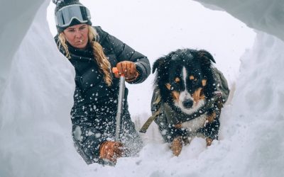 HEAVY WEATHER: Skills of Rescue Dogs