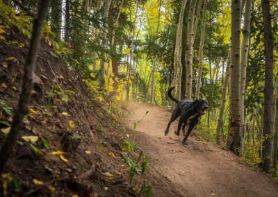 How to Mountain Bike with your Dog